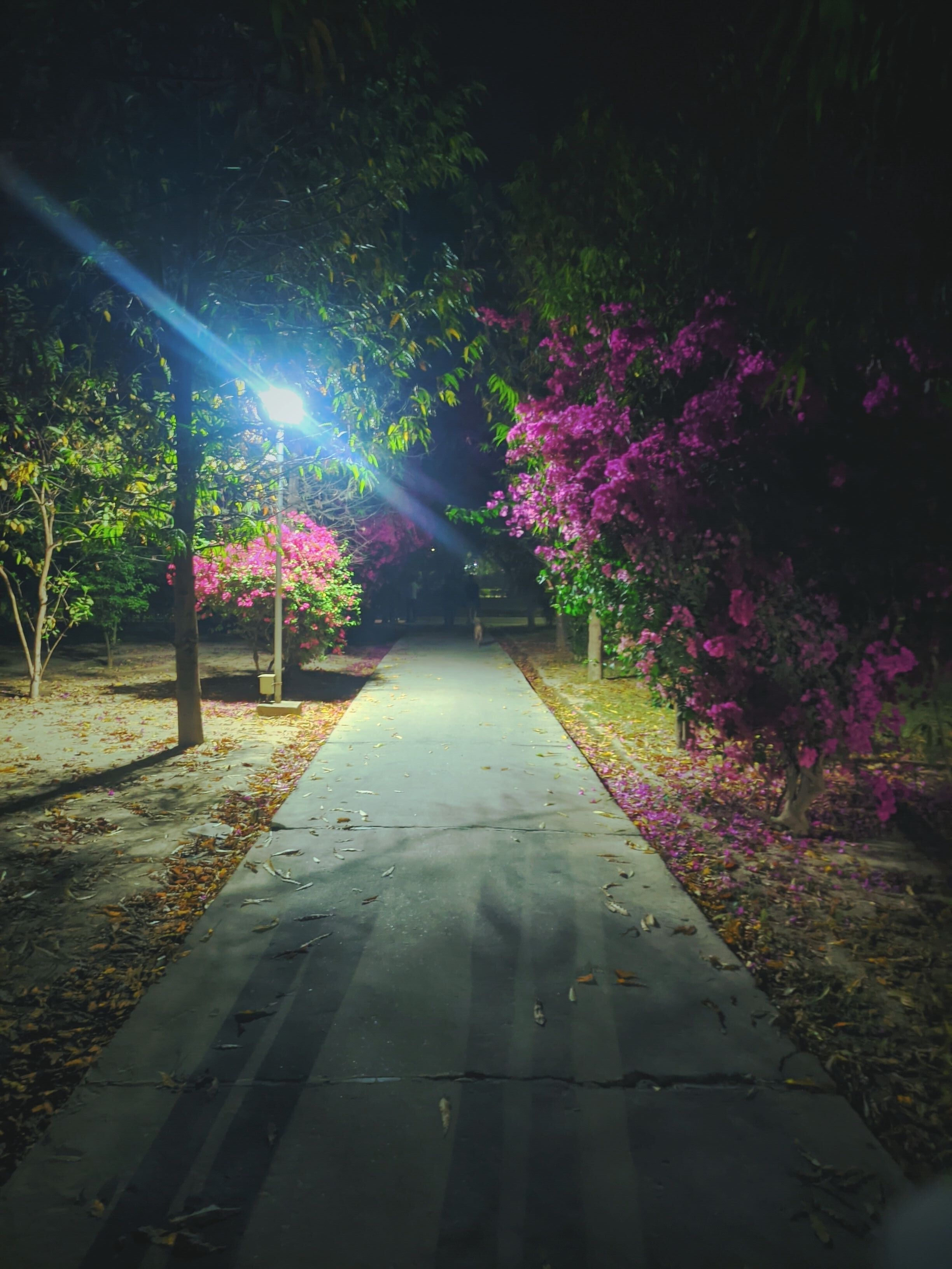 A beautiful path with flowers on the side